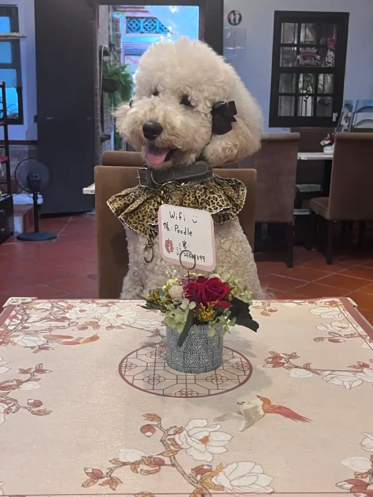poodle at the poodle cafe taipei, no need to dine alone she will join you redefining dog friendly