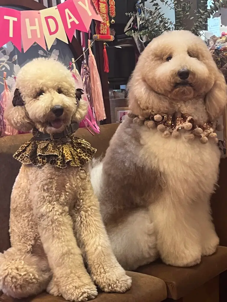 the stars of the show, the two poodles from the poodle cafe in taipei