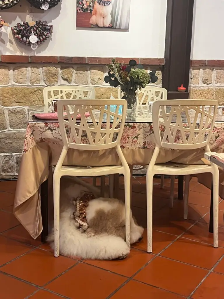 oppa the poodle asleep after a hard 5 minutes posing for photos at the poodle cafe