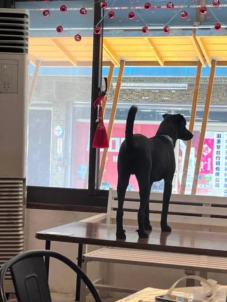 signage at this dog friendly cafe in taipei