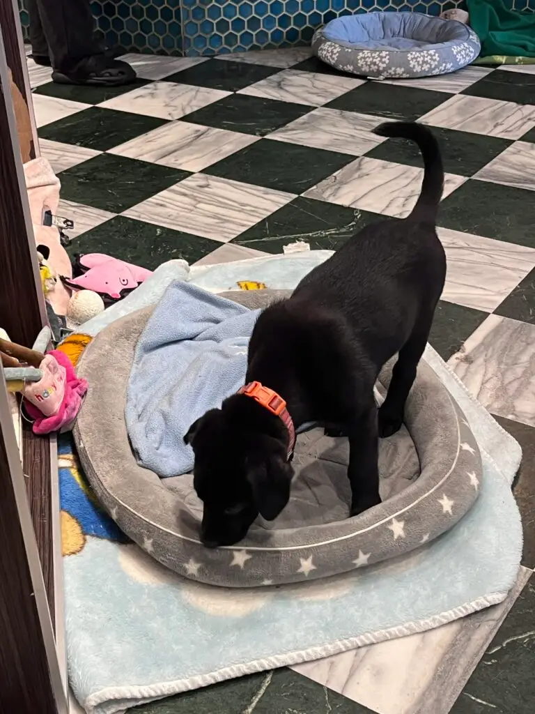 one of the puppies for adoption at the dog friendly cafe in taipei