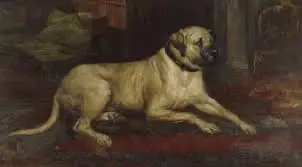 Lyme hall mastiff