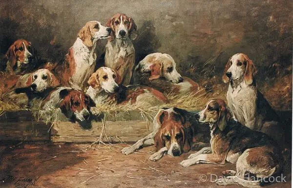 buckhound pack