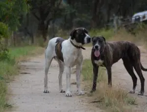 f1 and f2 breedings of the greydogge project