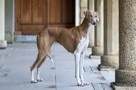 an azawakh a very rare breed of dog in a courtyard