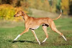 an azawakh running, a graceful dog that s almost extinct