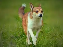 a norwegian lundehund running, hopefully not into extinction