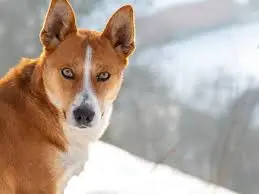 a norwegian lundehund, one of the rarest dog breeds