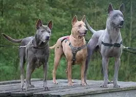a trio of thai ridgebacks