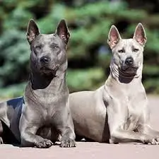 2 beautiful thai ridgebacks