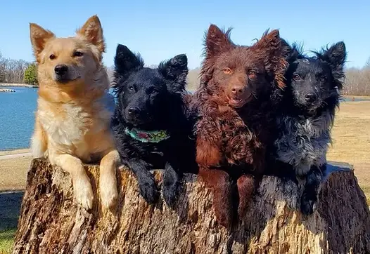 4 mudi, a very rare breed