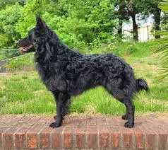 a black mudi