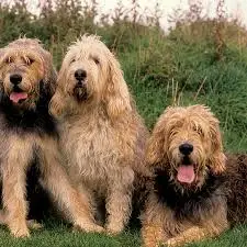 3 otterhound laying down