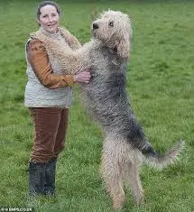 an otterhound and its owner