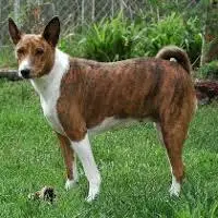 a teomilian, very similar to a basenji