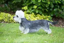 a top 10 rare breed the dandie dinmont