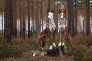 2 Ibizan hounds in the forest