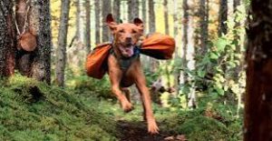 dog with a doggy backpack on running in the forest